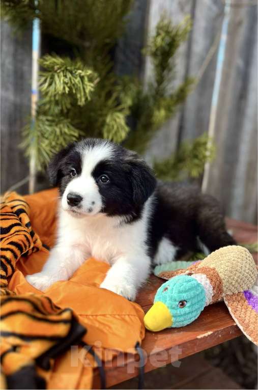 Собаки в других городах Алтайского края: Щенки Бордер Колли (д/ш). РКФ Мальчик, Бесплатно - фото 7