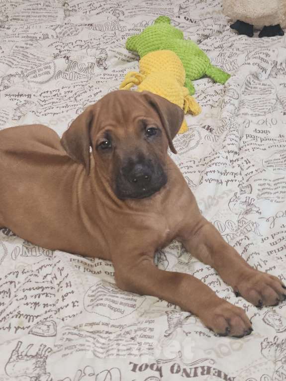 Собаки в Киржаче: Щенки родезийского риджбека Мальчик, Бесплатно - фото 5