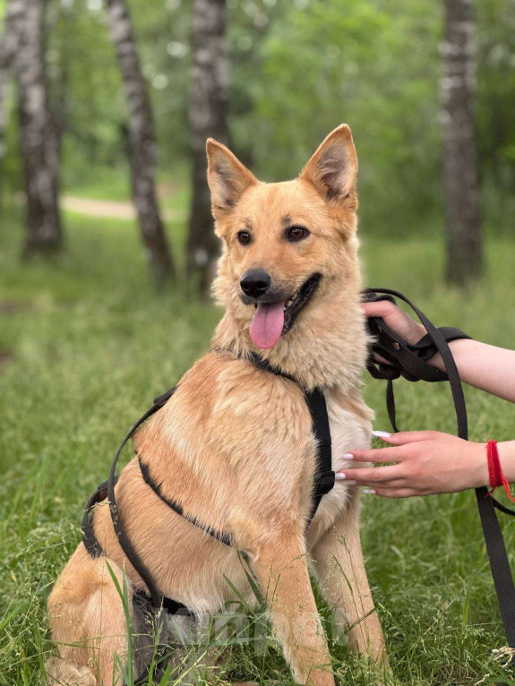 Собаки в Москве: Сладкая девчонка  Девочка, Бесплатно - фото 5