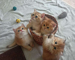 Кошки в Краснодаре: Котята Золотой шиншиллы Мальчик, Бесплатно - фото 5