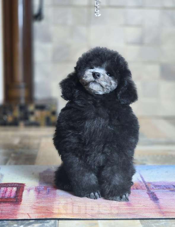 Собаки в Воронеже: Той пудель мальчик серый Мальчик, Бесплатно - фото 6