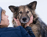 Собаки в Москве: Метис длинношёрстной овчарки в дар Мальчик, Бесплатно - фото 2