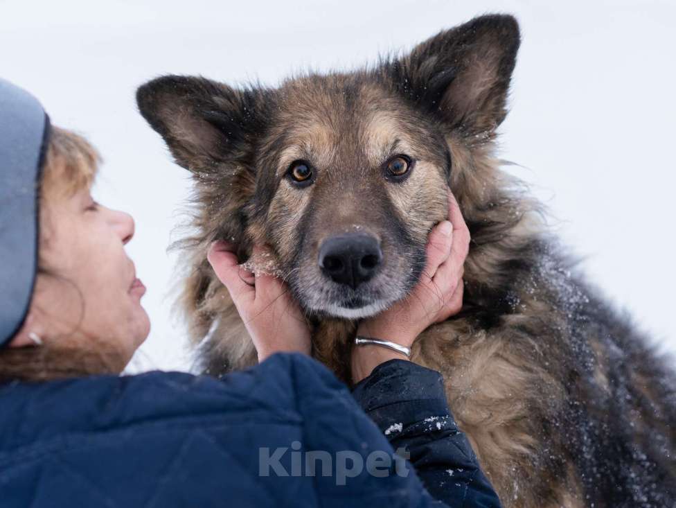 Собаки в Москве: Метис длинношёрстной овчарки в дар Мальчик, Бесплатно - фото 2