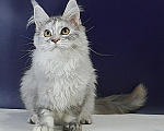 Кошки в Уфе: Котенок мейн-кун Девочка, 25 000 руб. - фото 5