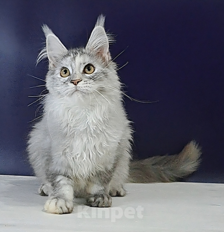 Кошки в Уфе: Котенок мейн-кун Девочка, 25 000 руб. - фото 5