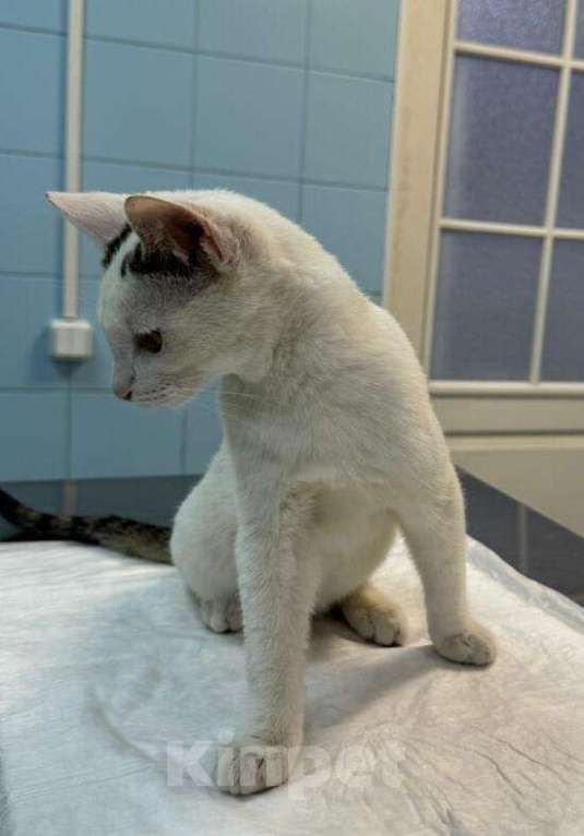 Кошки в Москве: Белый котенок подросток Месси в добрые руки Мальчик, 1 руб. - фото 7