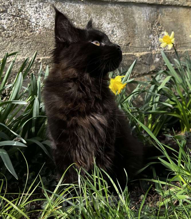 Кошки в Пятигорске: Питомник Affectionate miracle Мальчик, Бесплатно - фото 2