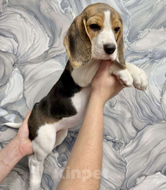 Собаки в Москве: Щенки Бигль Мальчик, 45 000 руб. - фото 6