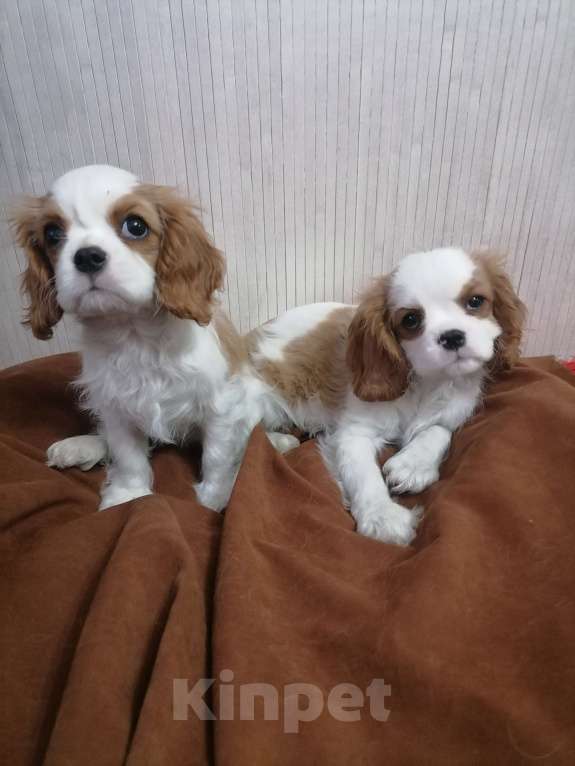 Собаки в Москве: Кавалер Кинг Чарльз спаниель 2, 5мес Девочка, 120 000 руб. - фото 3
