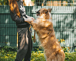 Собаки в Москве: Таша Девочка, Бесплатно - фото 6