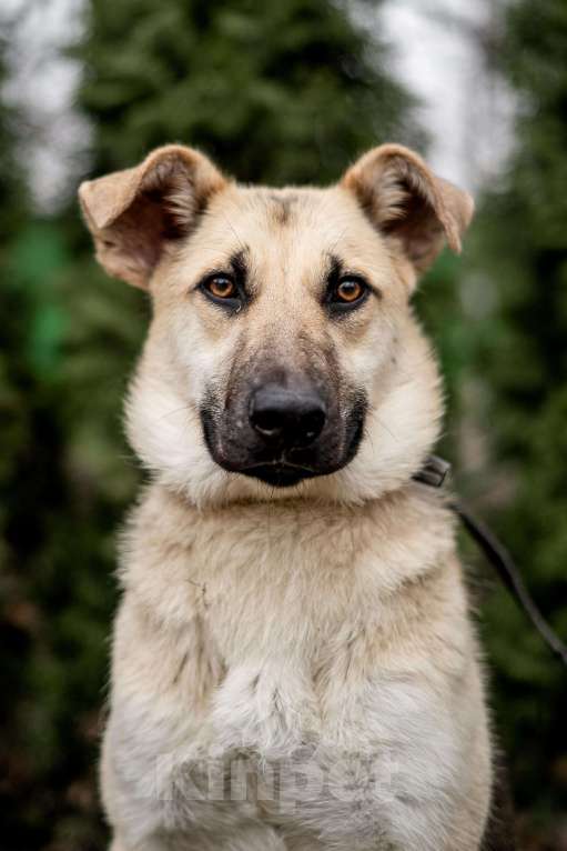 Собаки в Москве: Самый нежный щенок приюта Девочка, Бесплатно - фото 5