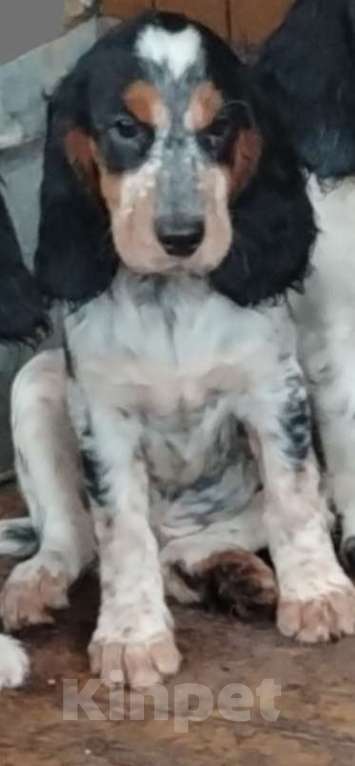 Собаки в других городах Московской области: Щенки русского охотничьего спаниеля Мальчик, 55 000 руб. - фото 3