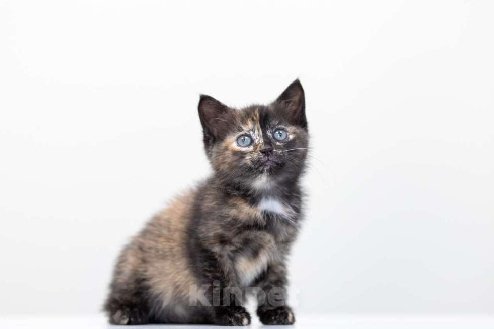 Кошки в Москве: Астра Девочка, Бесплатно - фото 3