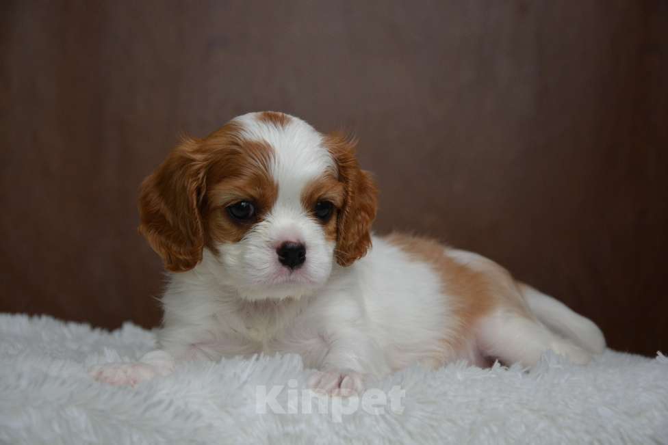 Собаки в Воронеже: Щенки Кавалер Кинг Чарльз Спаниель  Девочка, 65 000 руб. - фото 5