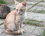 Кошки в Мур: Котята в добрые руки  Мальчик, Бесплатно - фото 1
