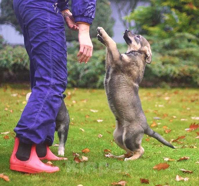 Собаки в Москве: Чудесные домашние щенки мальчик и девочки в добрые руки Девочка, 10 руб. - фото 6