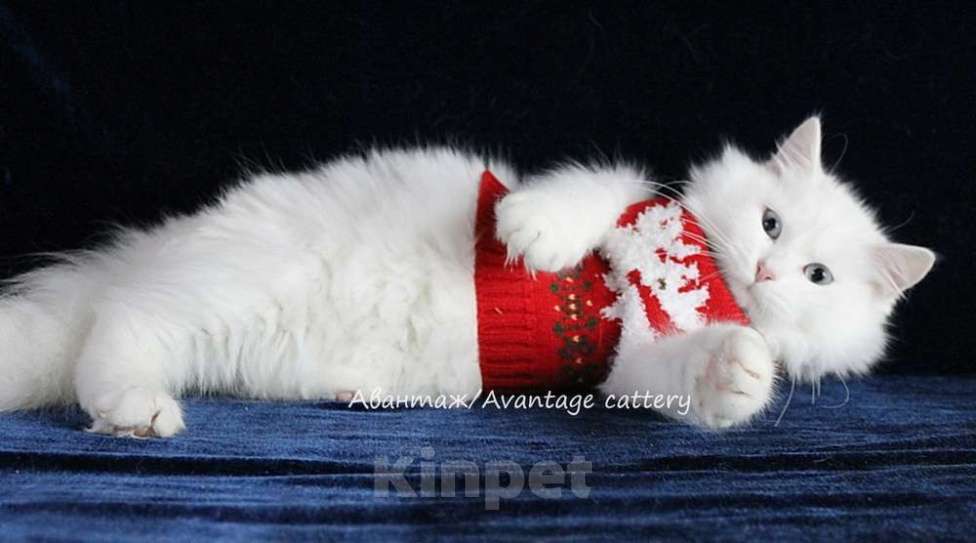 Кошки в Санкт-Петербурге: Предлагается клубный сибирский котенок - девочка Девочка, Бесплатно - фото 5