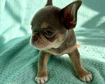 Собаки в Ижевске: Щенок чихуахуа Мальчик, 80 000 руб. - фото 3