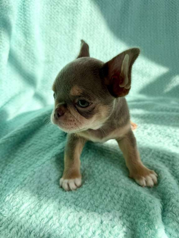 Собаки в Ижевске: Щенок чихуахуа Мальчик, 80 000 руб. - фото 3