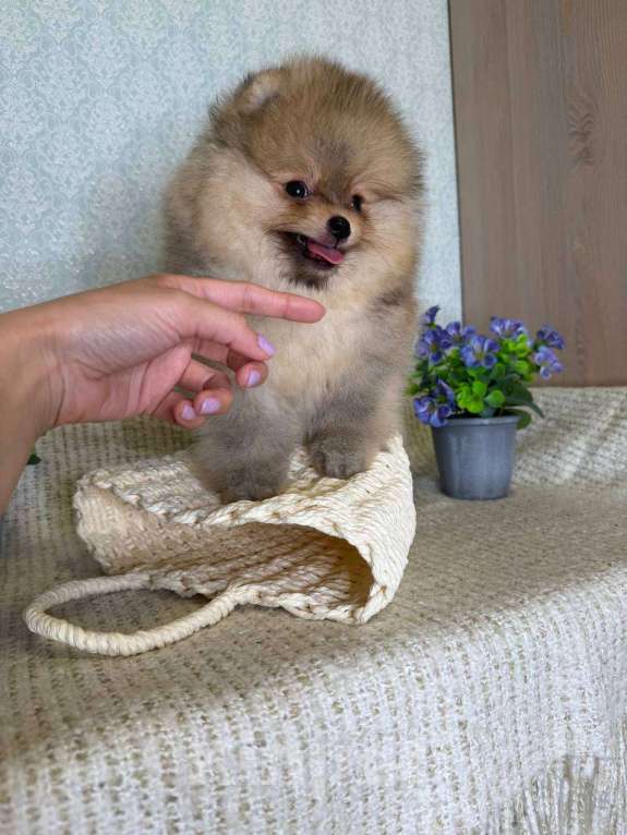 Собаки в Тюмени: Классный парень померанского шпица  Dakster Мальчик, Бесплатно - фото 5