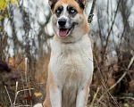 Собаки в Одинцово: Гертруда ищет дом и любящую семью  Девочка, Бесплатно - фото 2