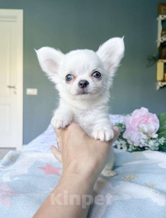 Собаки в Коломне: Киви белый малыш чихуахуа с зелеными глазками  Мальчик, 50 000 руб. - фото 4