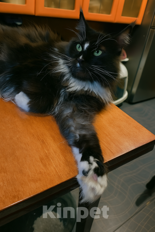 Кошки в Санкт-Петербурге: Кошка Солнышко- нужен хозяин Девочка, Бесплатно - фото 3