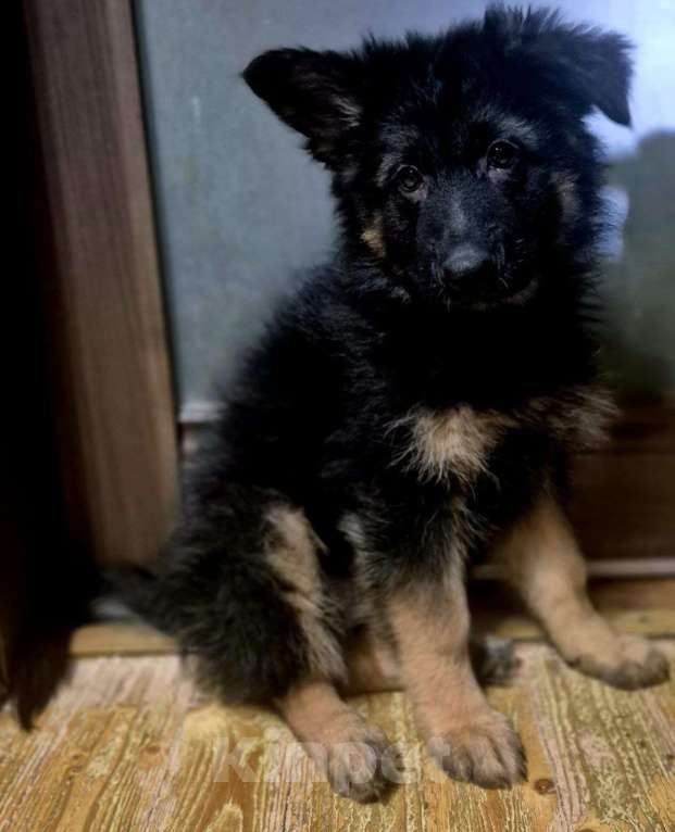 Собаки в других городах Московской области: Немецкая овчарка длинношёрстная Девочка, 55 000 руб. - фото 4