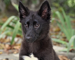 Собаки в Москве: Ненецкая оленегонная лайка, кобель Кубик. Мальчик, 60 000 руб. - фото 3