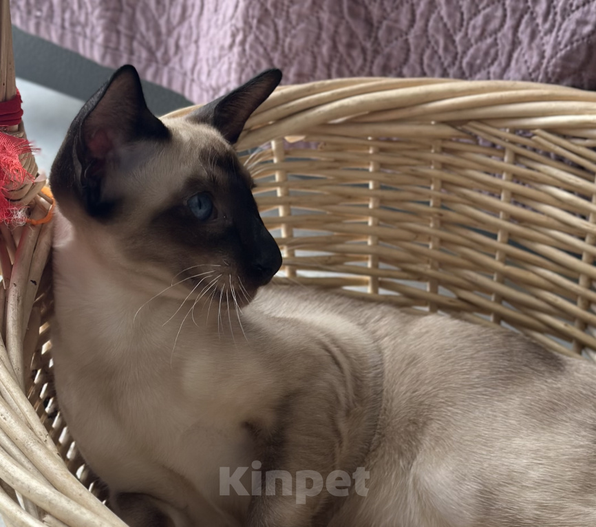Кошки в Сочи: Ориентальный котенок девочка сиамского окраса Девочка, 80 000 руб. - фото 7