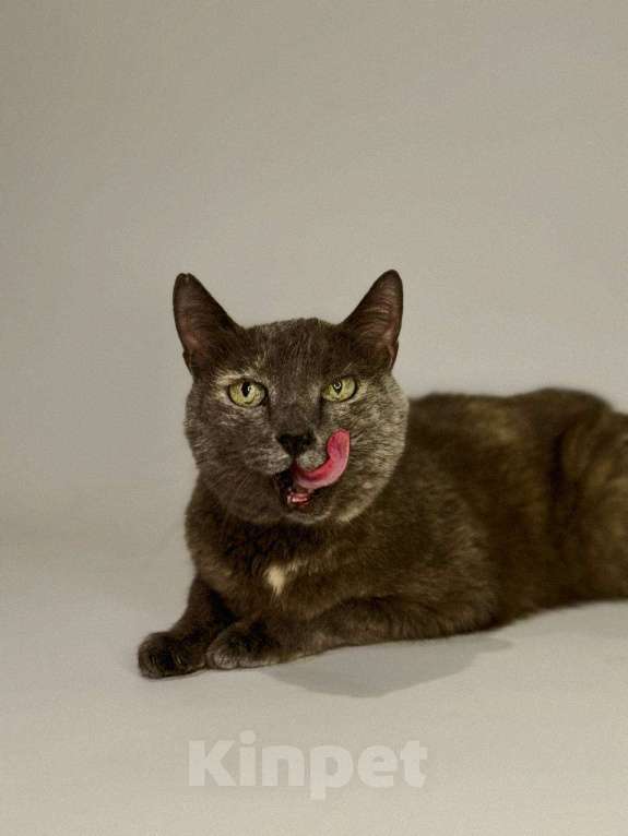 Кошки в Балашихе: Дымка Девочка, Бесплатно - фото 4