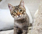 Кошки в Красногорске: Котик Саймон 5 месяцев ищет дом Мальчик, Бесплатно - фото 4
