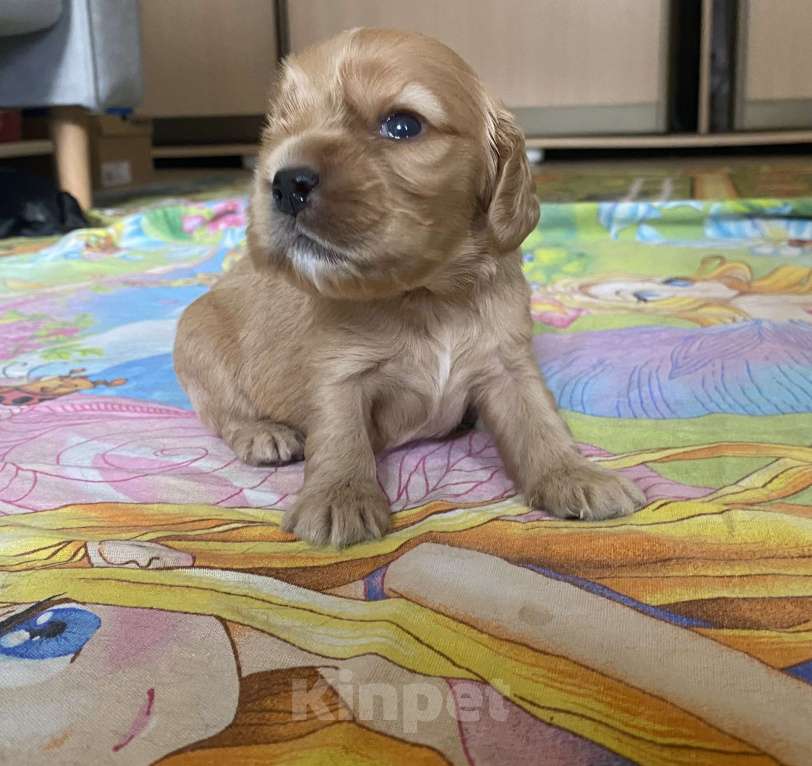 Собаки в Барнауле: Продам щенка Мальчик, 18 000 руб. - фото 1