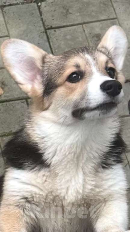 Собаки в других городах Челябинской области: Продам Девочка, Бесплатно - фото 8