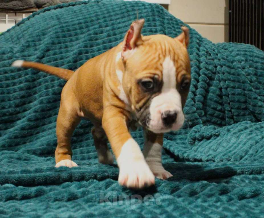 Собаки в других городах Московской области: Мальчик амстафф Мальчик, 50 000 руб. - фото 3