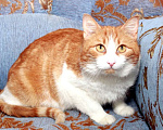 Кошки в Москве: Рыжий Рудик. Ласковый котик в добрые руки. Мальчик, Бесплатно - фото 3