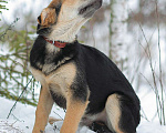 Собаки в Москве: Валли. Светлый и добрый мальчишка Мальчик, 1 руб. - фото 2