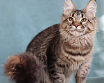Кошки в Мытищах: Котенок Мейн-кун Мальчик, 40 000 руб. - фото 12