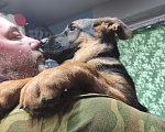 Собаки в Домодедово: Продам крупных, шикарных щенков Девочка, 15 000 руб. - фото 6