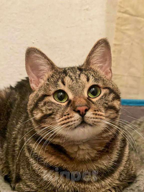 Кошки в Москве: Котик Тор из Марвел Мальчик, Бесплатно - фото 4