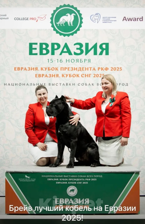 Собаки в Дмитрове: Шикарные детки чемпиона Мальчик, 180 000 руб. - фото 4