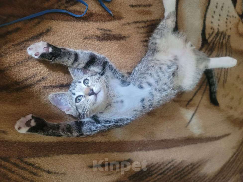 Кошки в Воронеже: Шпротные котята  Мальчик, 10 руб. - фото 2