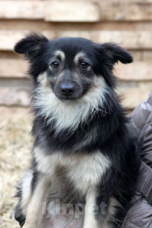 Собаки в Москве: Метис шпица пушистый пёсик Даниэль в дар Мальчик, 1 руб. - фото 3