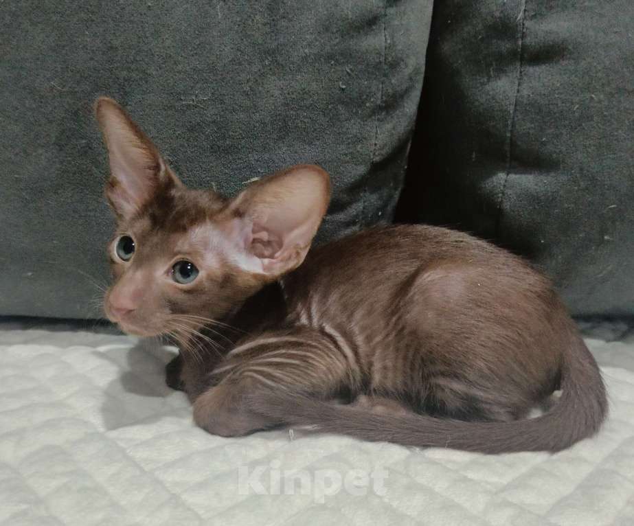 Кошки в Подольске: Ориентальная девочка Девочка, 50 000 руб. - фото 1