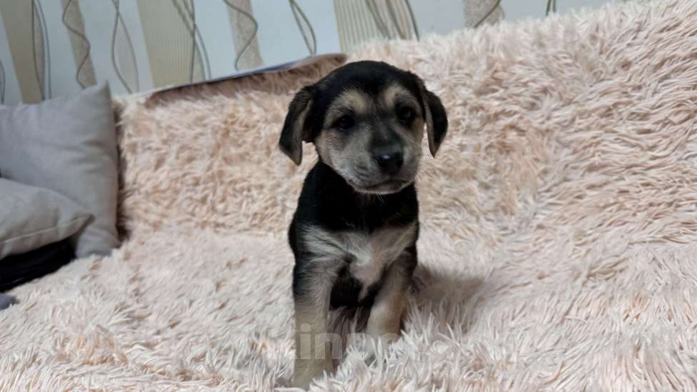 Собаки в Симферополе: Малышка ищет свою семью Девочка, 100 руб. - фото 7