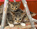 Кошки в Москве: Котята ищут дом Разнополые, Бесплатно - фото 4
