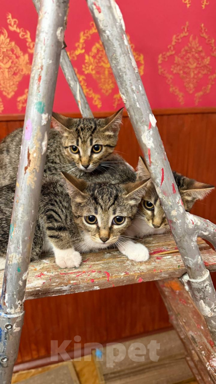 Кошки в Москве: Котята ищут дом Разнополые, Бесплатно - фото 4
