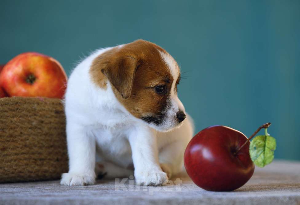 Собаки в Калининграде: Щенок джек рассел терьера Девочка, 60 000 руб. - фото 4