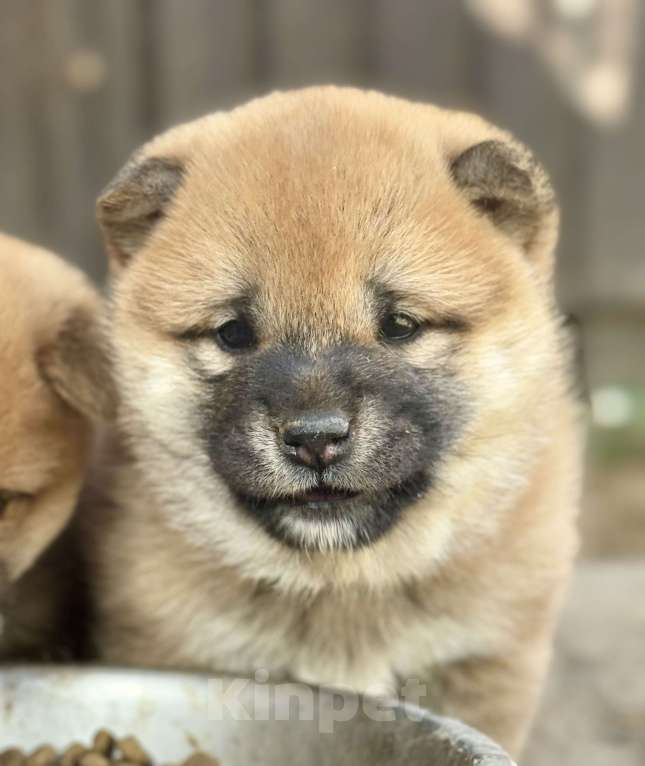 Собаки в Балашихе: Девочка сиба Девочка, 50 000 руб. - фото 4