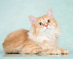 Кошки в Москве: Пушистый рыжий котенок Эфир в добрые руки Мальчик, 1 руб. - фото 5